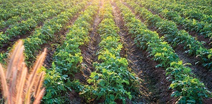Senate committee releases farm bill discussion draft