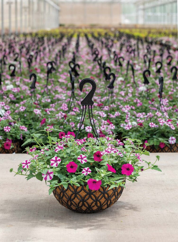 hanging basket of magenta flowers