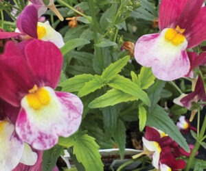 Building a bridge from greenhouse growing to retail success with inputs to maintain crop quality