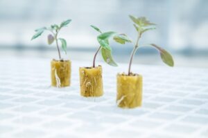 Cultilene earns RHP certification for stone wool propagation plugs