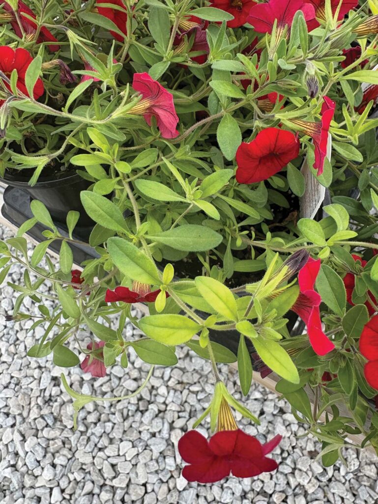 Chlorotic foliage on calibrachoa