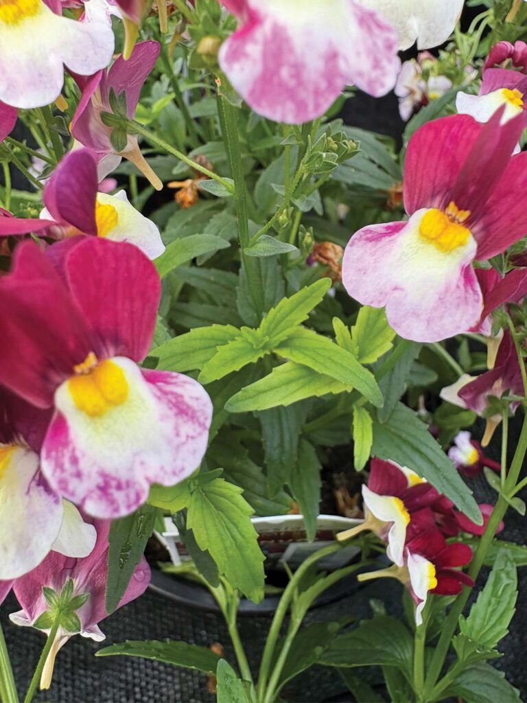 Chlorotic foliage on nemesia