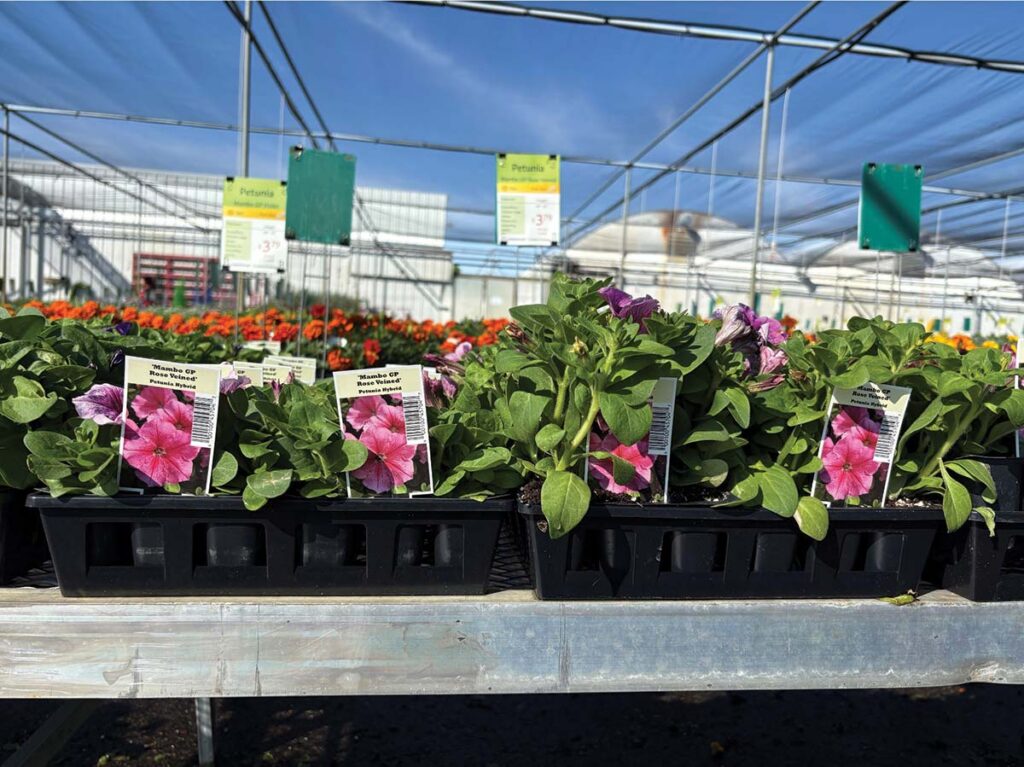 flowering plants on greenhouse bench