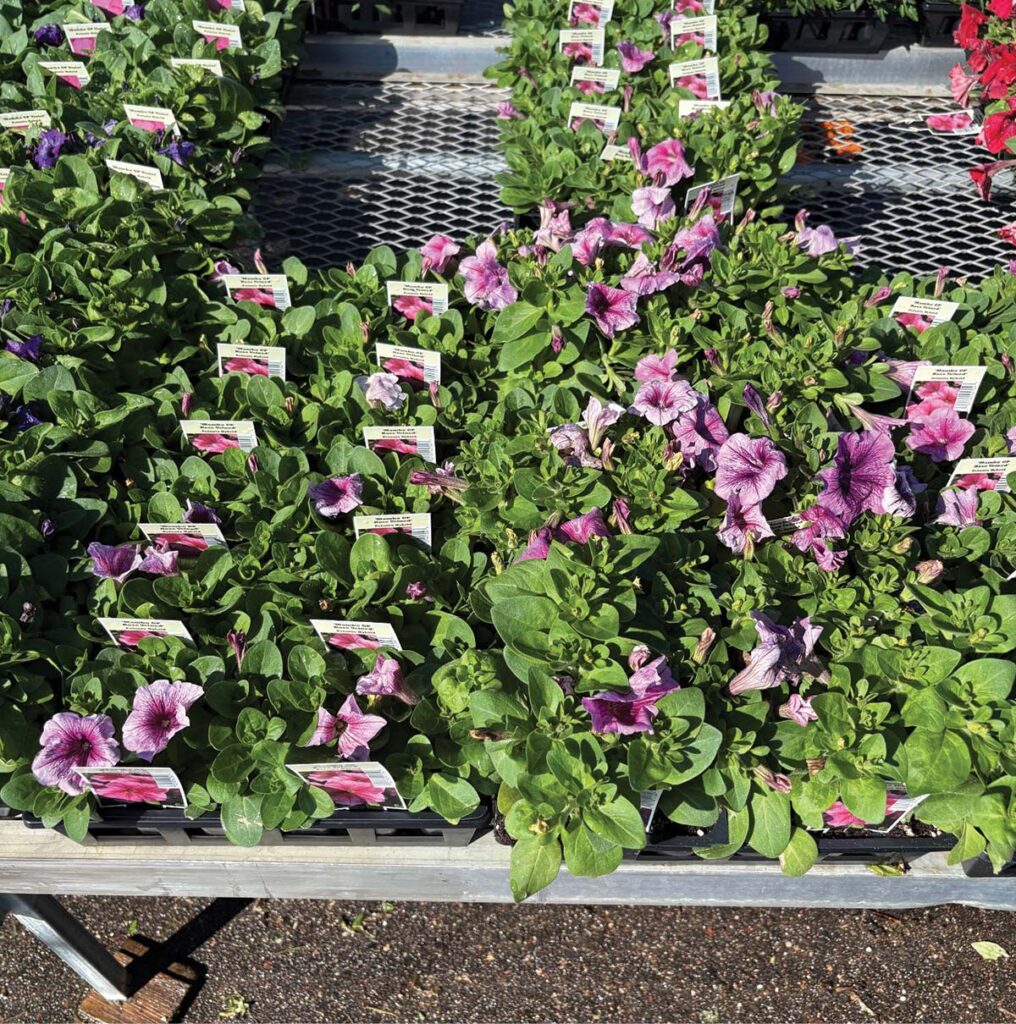 flowering plants on greenhouse bench