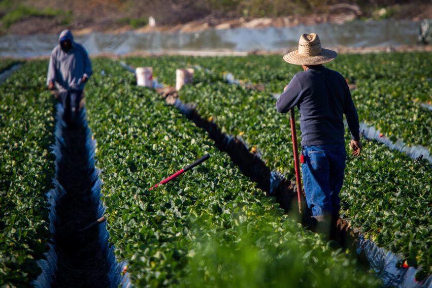 Ag labor groups applaud SAWA proposal, urge its passing
