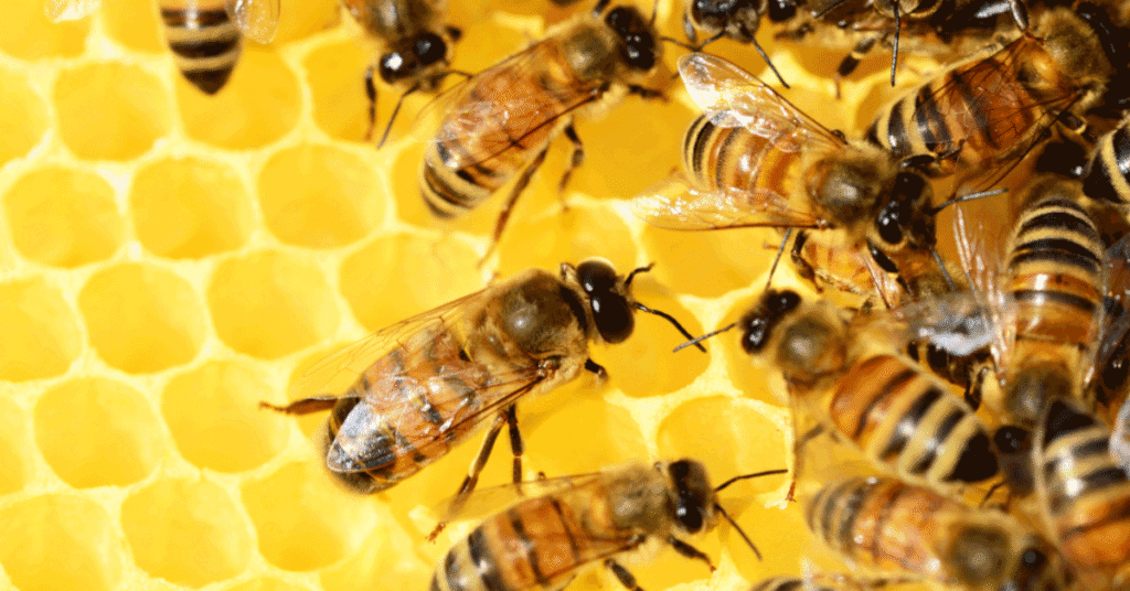 Beekeepers: Get your free copy of new Tools for Varroa Management Guide now