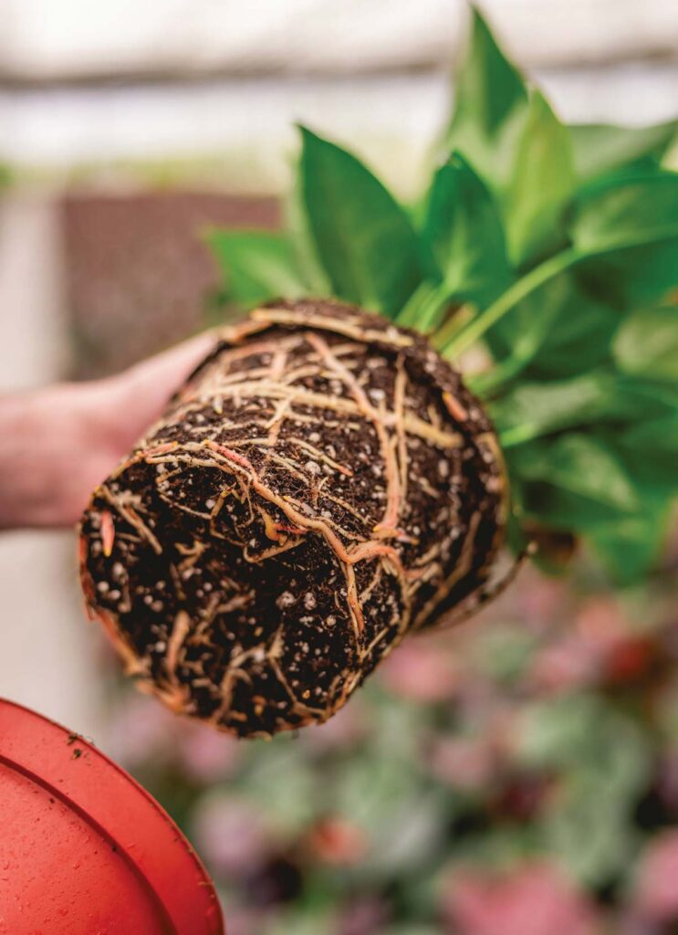 plant soil and roots with pot removed
