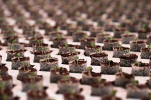 Healthy root zones: Strength below the surface