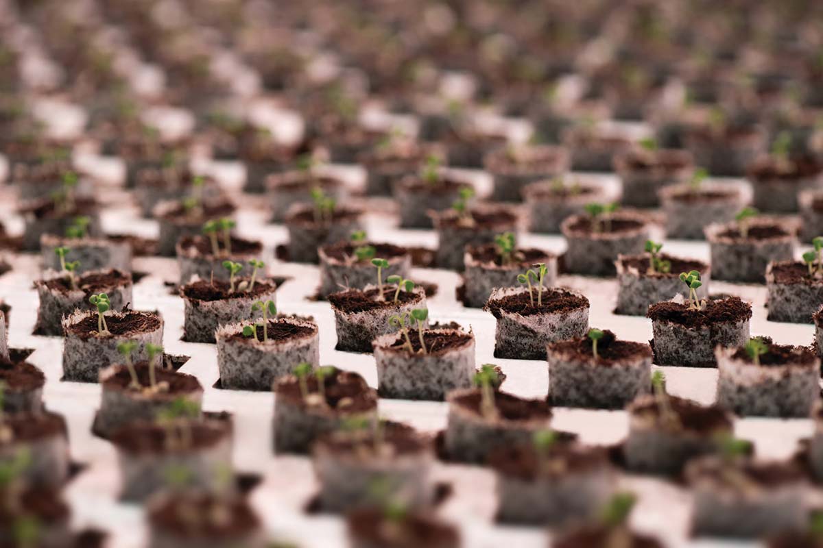 seedlings growing in plug trays