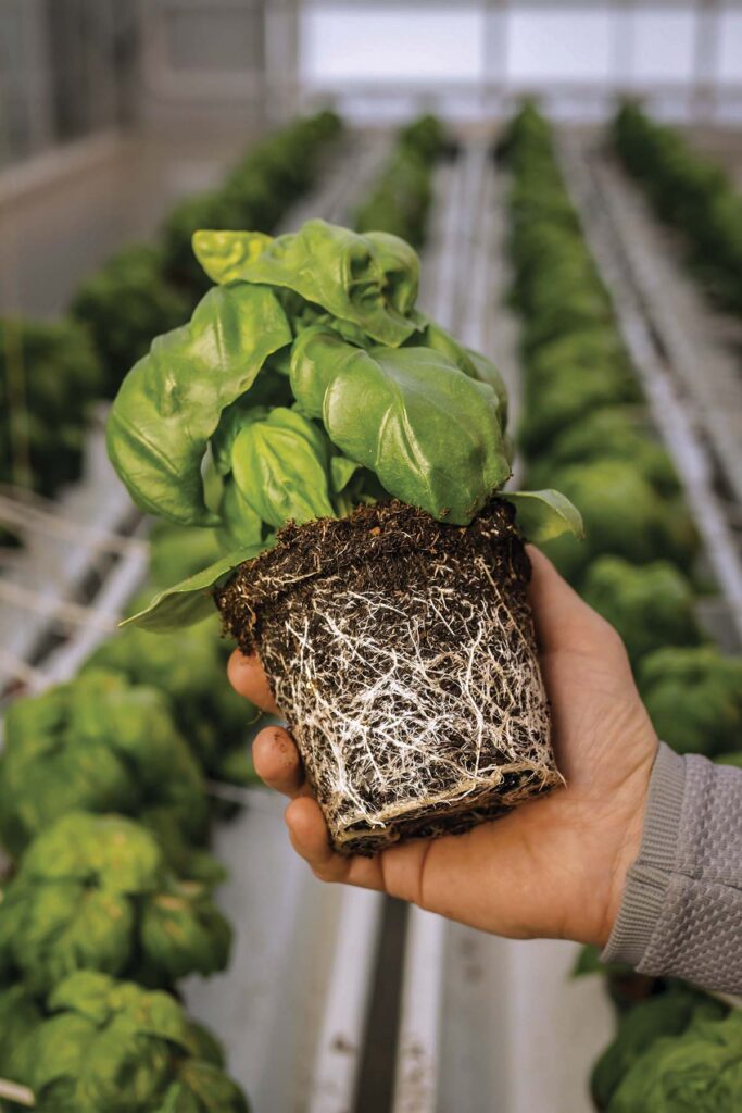 unpotted basil plant showing healthy root system
