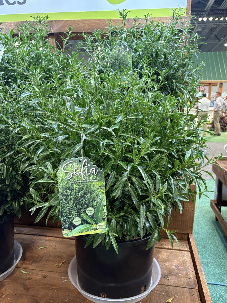 Concept Plants Laurel Sophia Retailers' Choice Awards at Cultivate'26