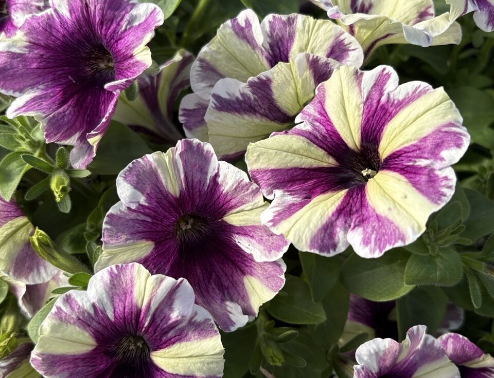 Dümmen Orange_Petunia ‘Sweetunia Violet Vortex’