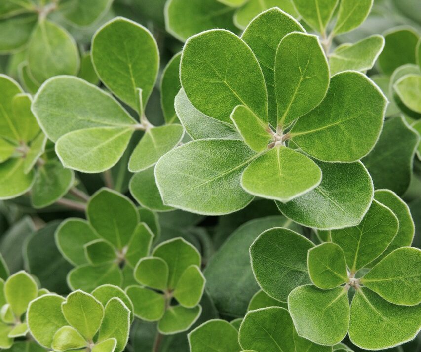 Monrovia Pot Belly Pittosporum
