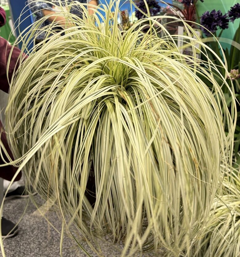 PDSI Carex Retailers' Choice Awards at Cultivate'26