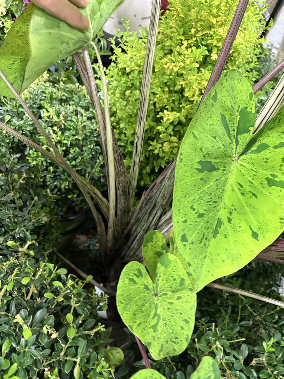 PDSI Colocasia Mai tai Retailers' Choice Awards at Cultivate'26