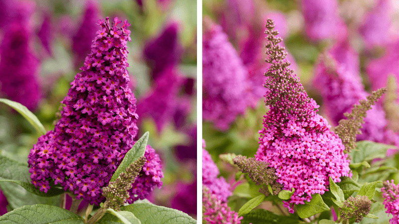 PDSI Cultivate'26 Butterfly Candy Butterfly Bush left Lil_Magenta Lil_Cerise right.png