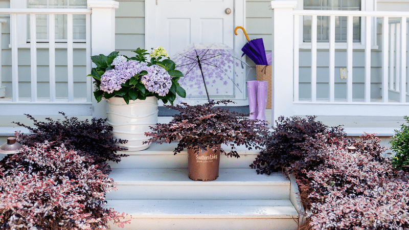 PDSI to showcases new plants at Cultivate’26