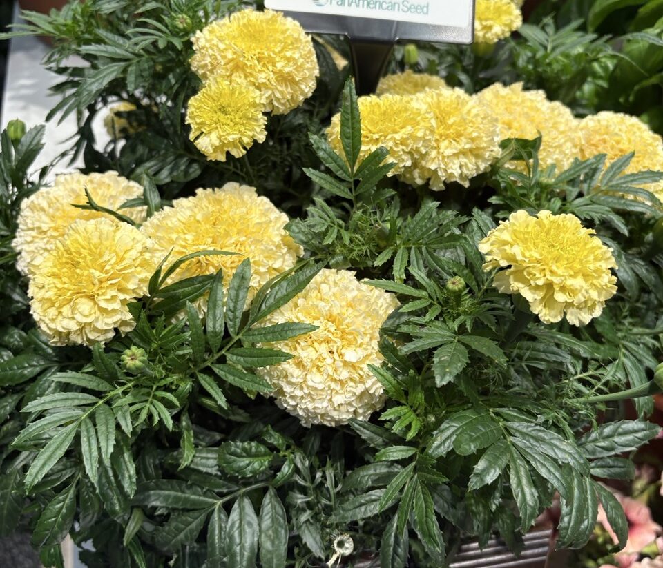 PanAmerican Seed Marigold Retailers' Choice Awards at Cultivate'26