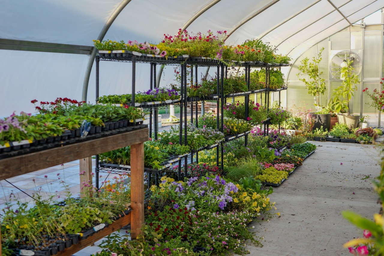 Gro 'n Sell, with support from its breeding partners, donated 18,000 surplus plants to the Flourish Project at First Fruits Farm