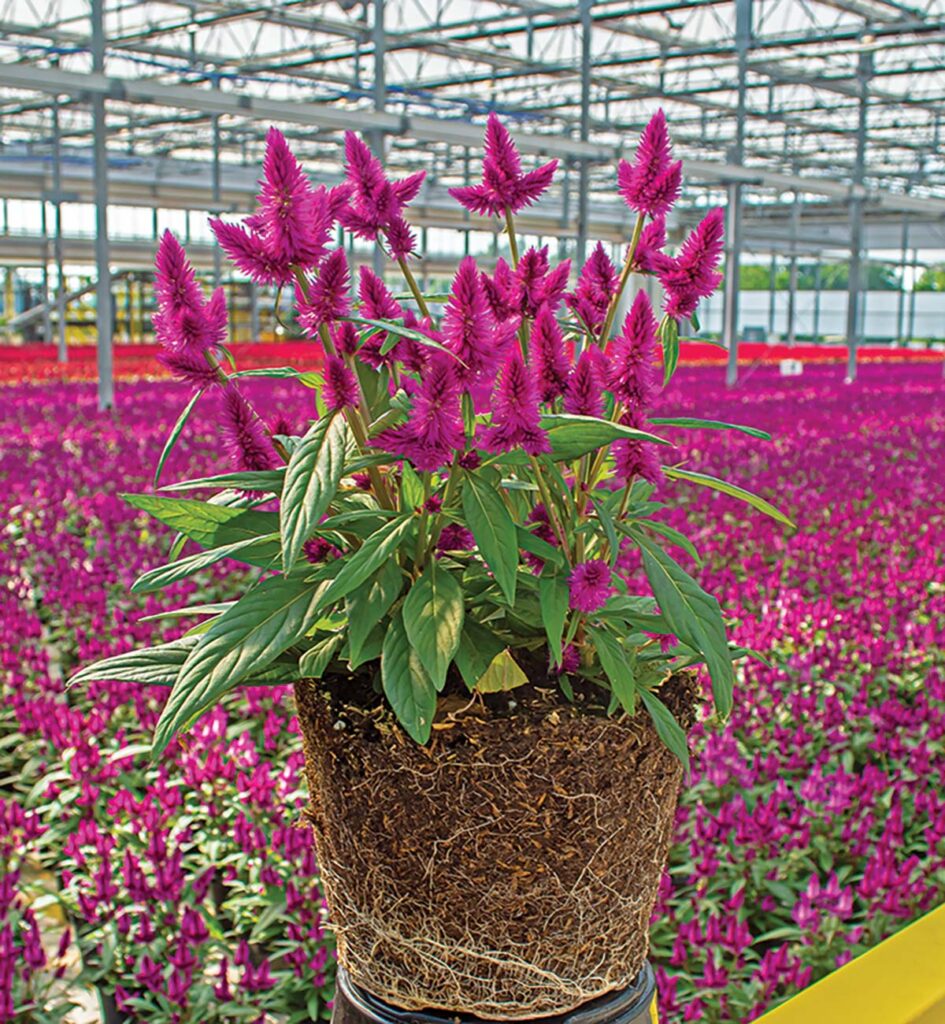 magenta celosia plant with many plants in greenhouse as background