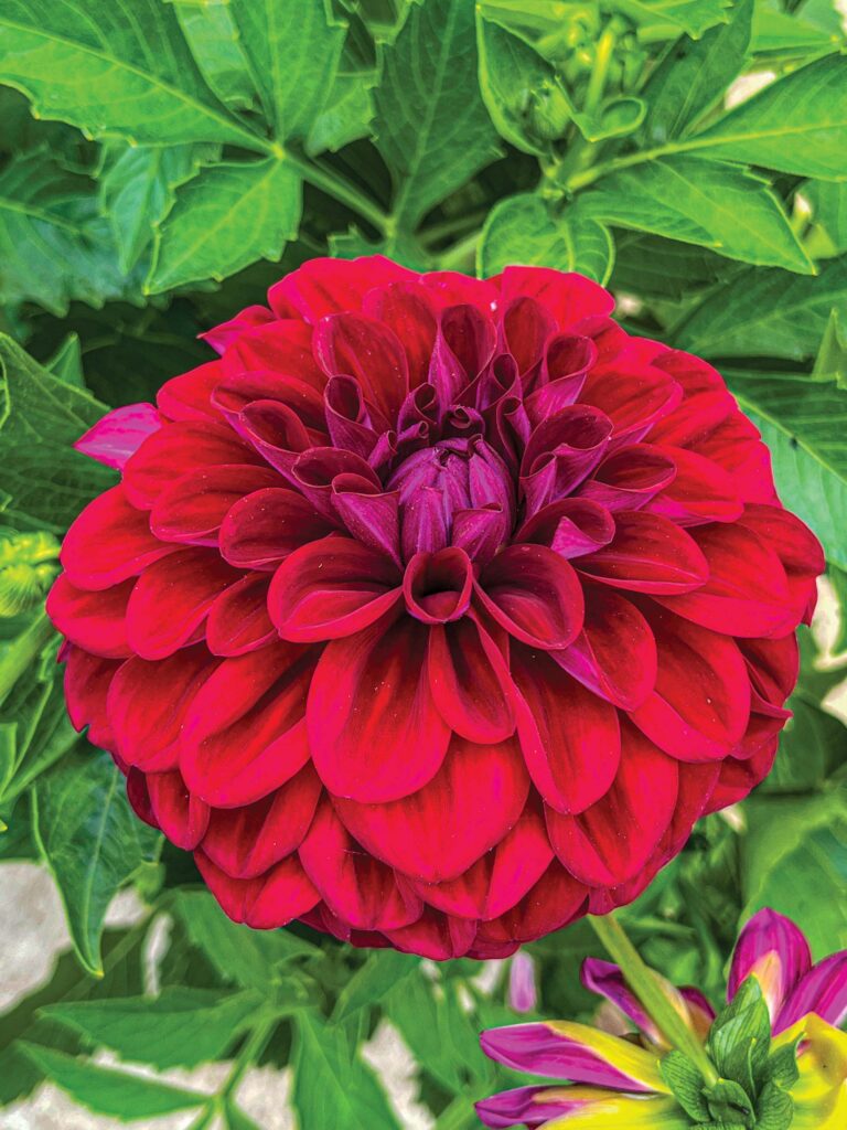 magenta dahlia flower