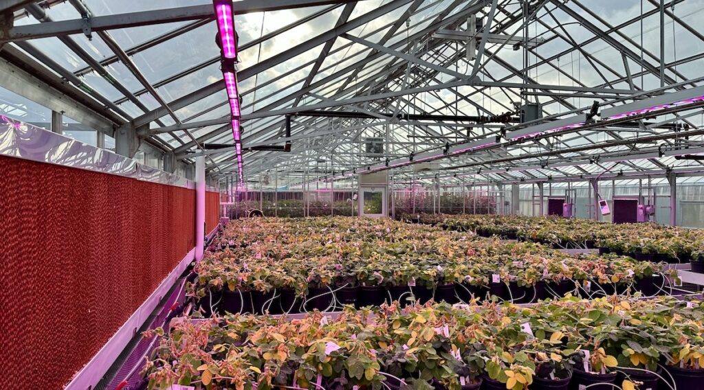 inside of glass greenhouse with LED lights and plants growing on benches