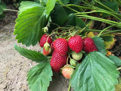 NC State expands research to combat devastating strawberry disease