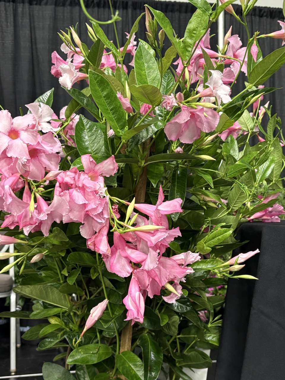 Suntory Flowers Sun Parasol Retailers' Choice Awards at Cultivate'26