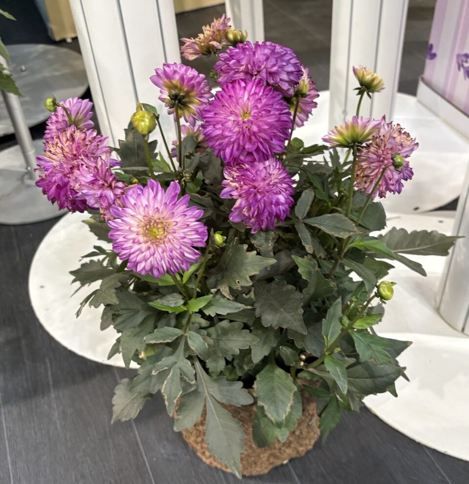Syngenta Flowers Coffee Shop Lavender Latte Retailers' Choice Awards at Cultivate'26