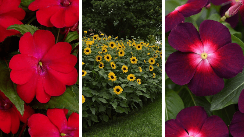 PanAmerican Seed breeds first three AAS winners for 2027