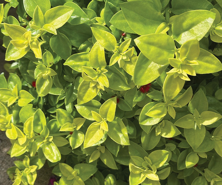 Standout 2026 annuals for container gardens