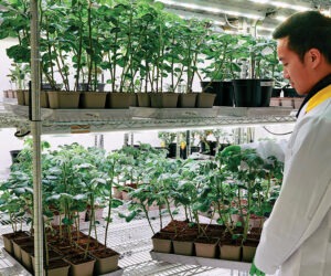 Driving the next era of greenhouse crop protection: Biologicals, banker plants and better data