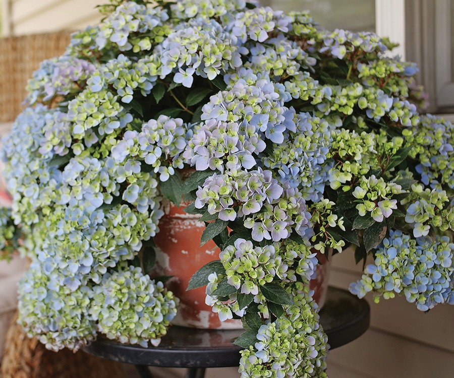 blueish lavender hydrangea flowers