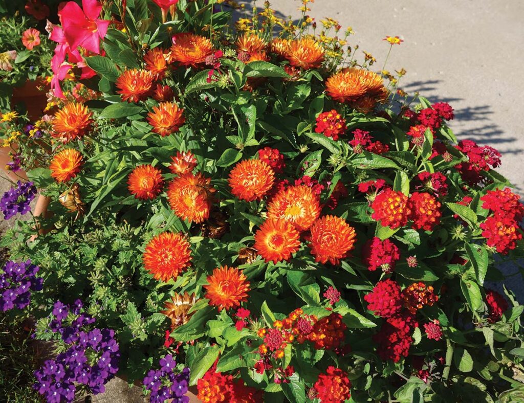 Bracteantha ‘Sunbrero Orange’