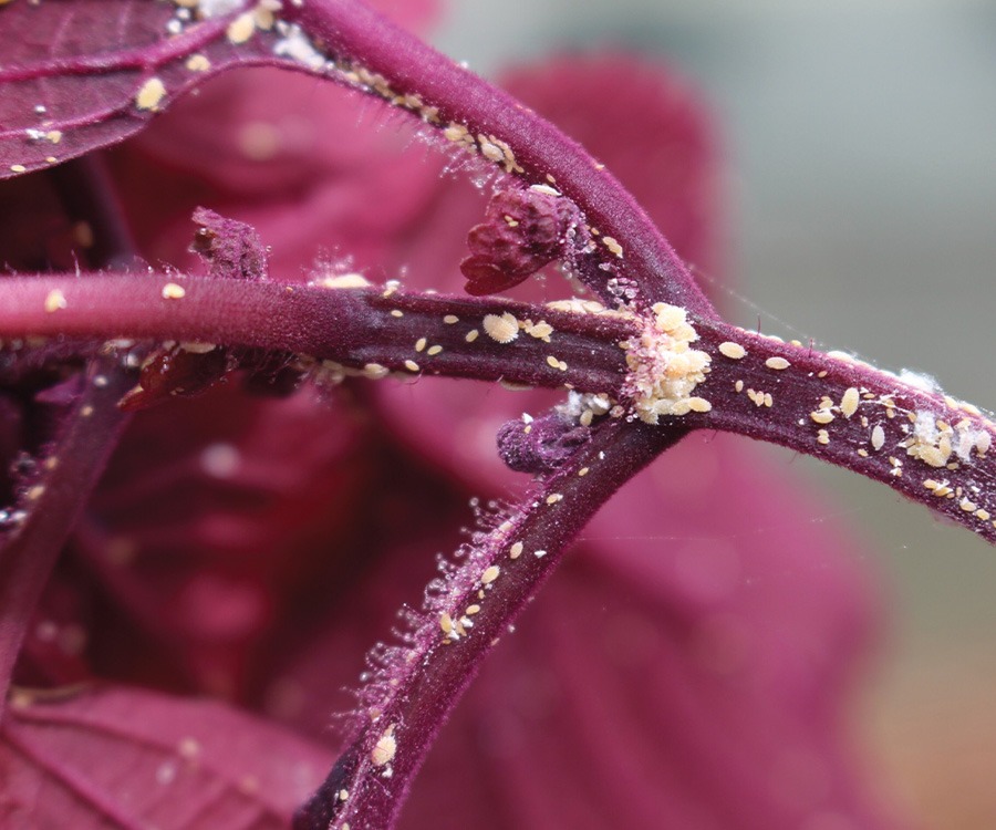 Dr. Bugs: Are insect growth regulators effective against mealybugs?