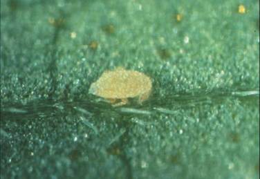 mealybug nymph on leaf