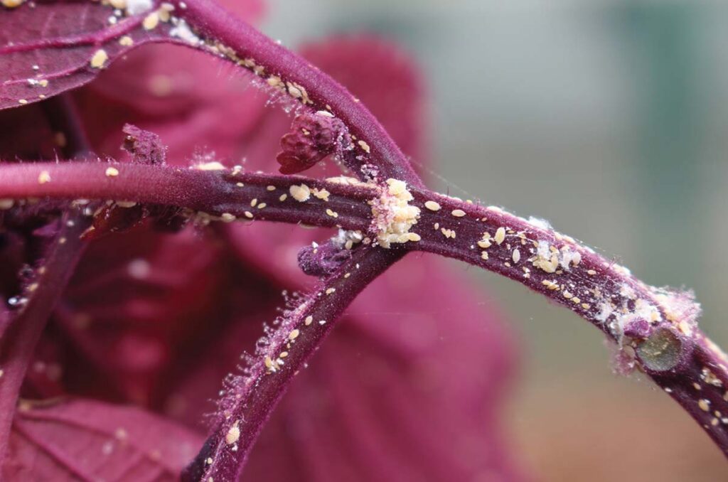 multiple mealybug lifestages on a red plant