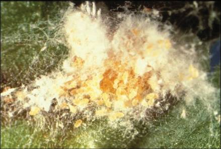 mealybug eggs protected by an ovisac