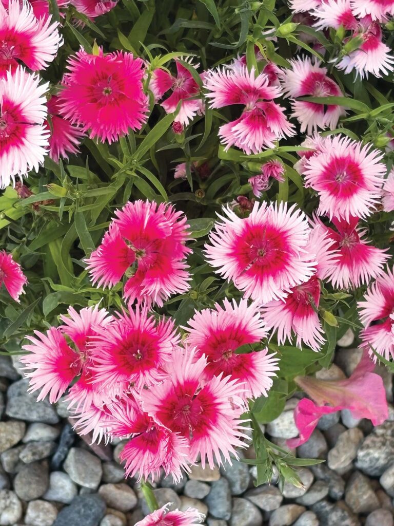 pink dianthus flowers