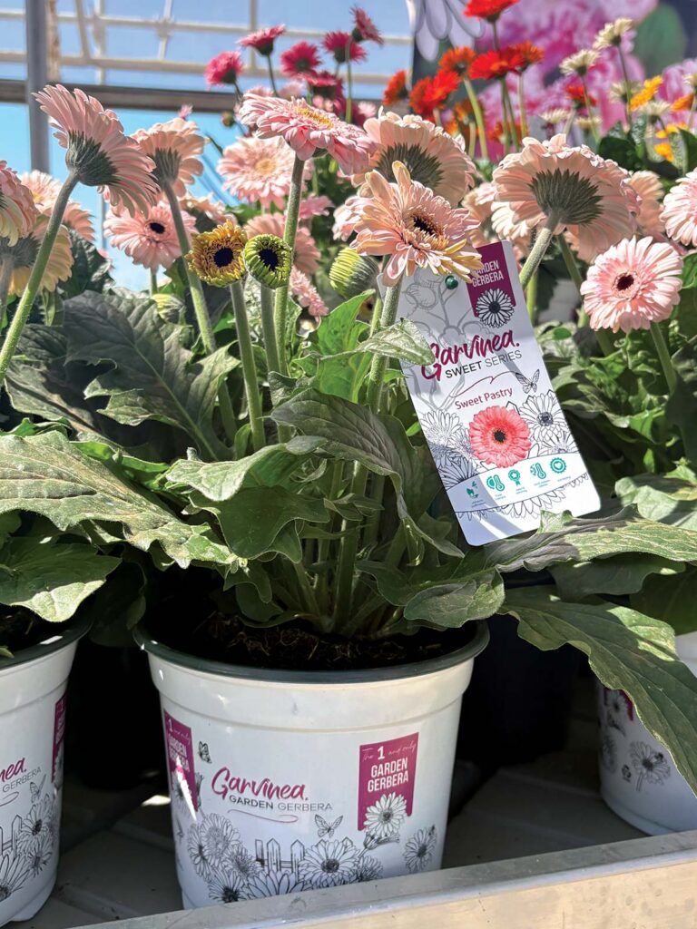 pink gerbera flowers