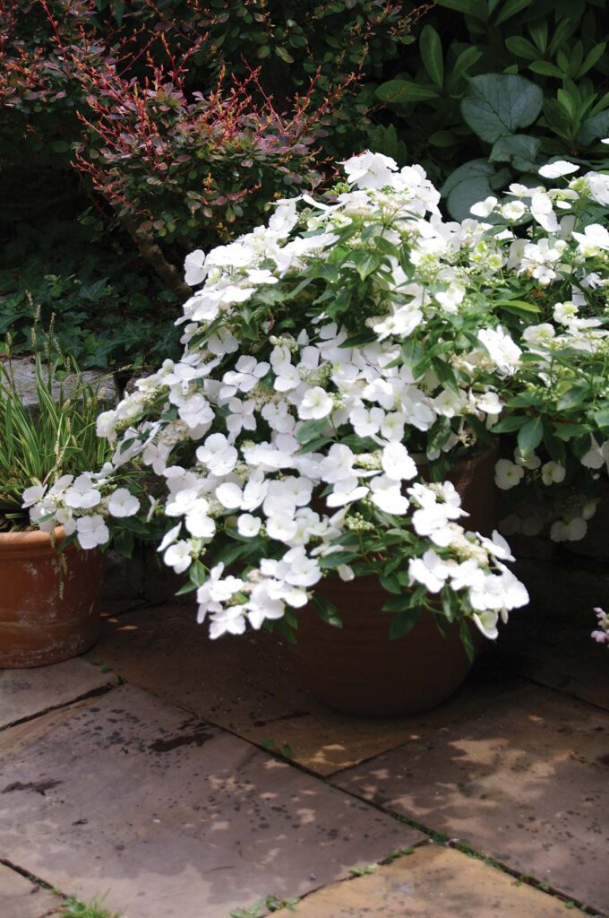 white hydrangea flowers that cascade from plant
