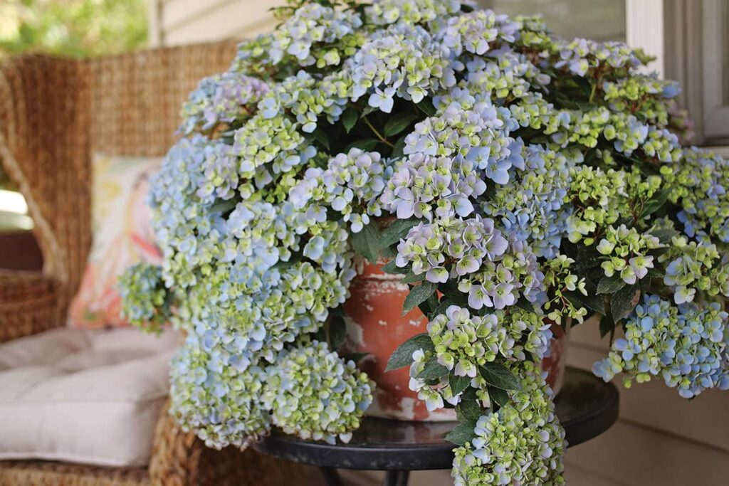 blueish lavender hydrangea flowers