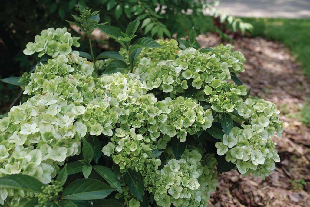 green hydrangea flowers