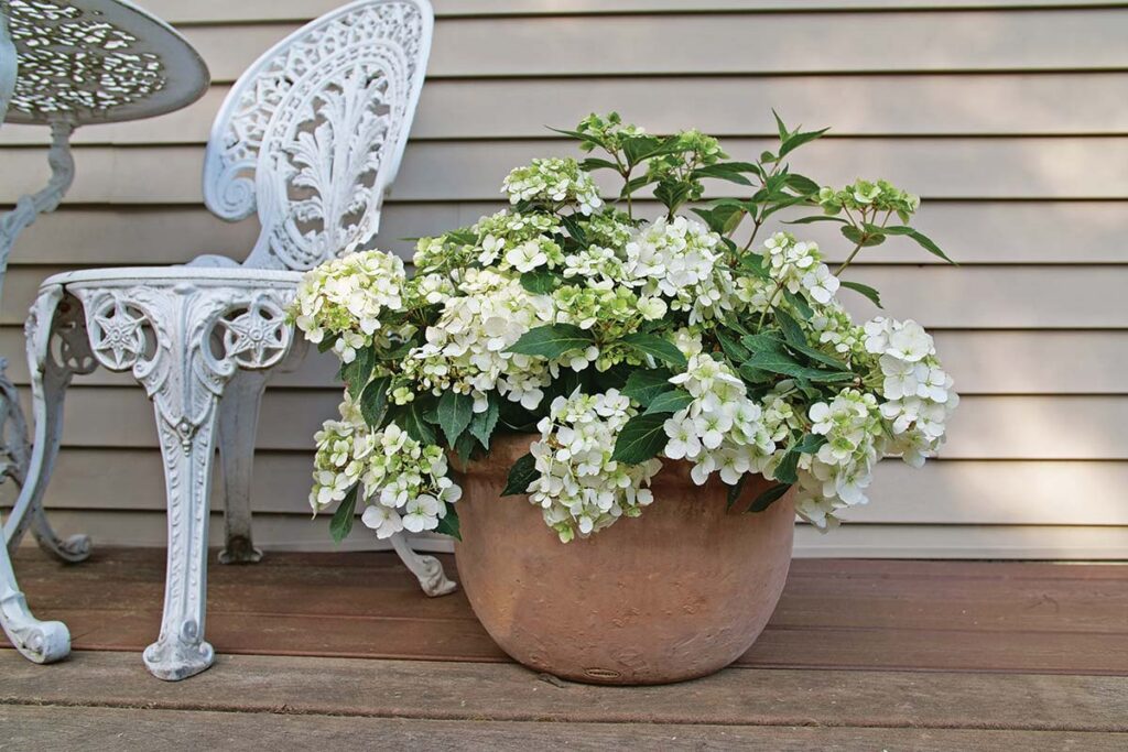 white hydrangea in pot on patio b=next to white chair