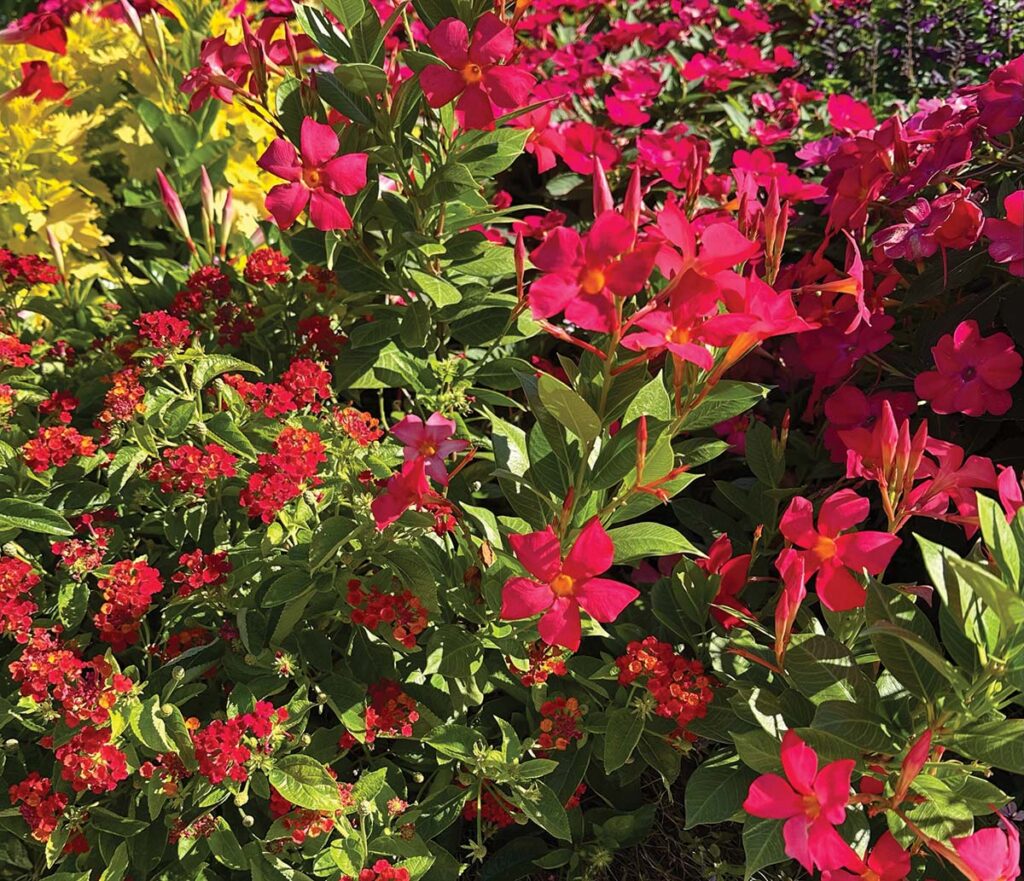 Dipladenia ‘Sun
Parasol FiredUp Coral’