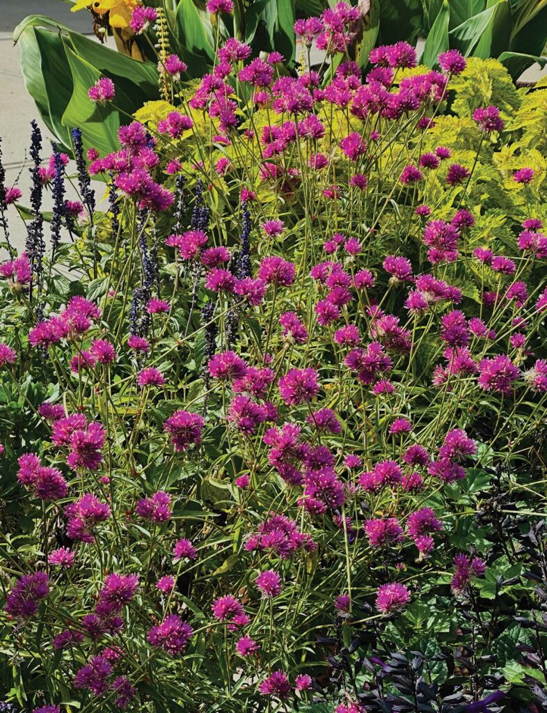 Gomphrena 'Fireball Pink'