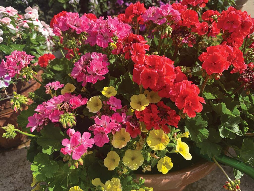 Geranium ‘Big Ezee Pink Panther’