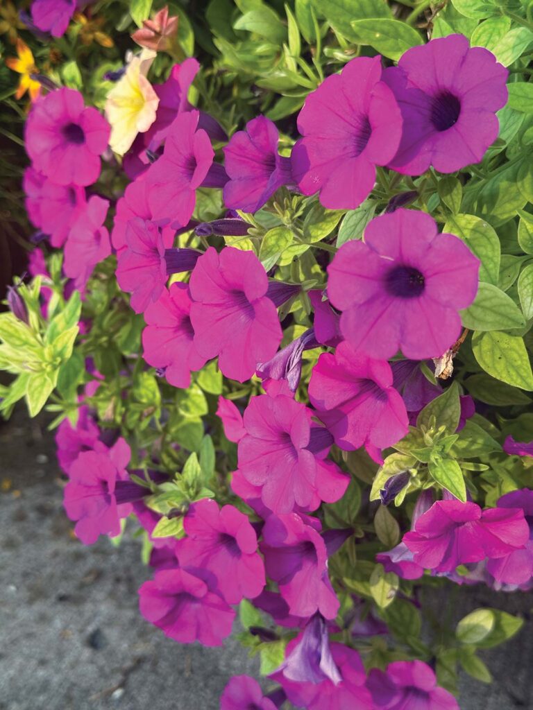 Petunia 'Shock Wave Purple Improved' 
