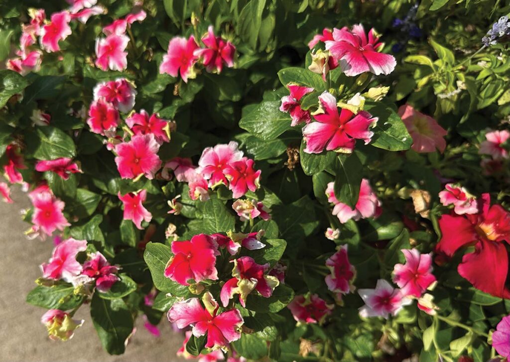 Catharanthus ‘Soiree Flamenco
Electric Salmon Eye’ 