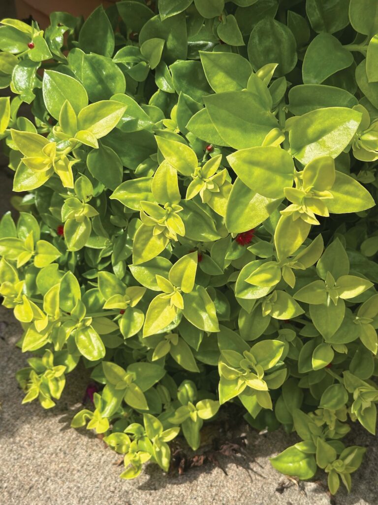 APTENIA ‘GOLDEN CASCADE’
